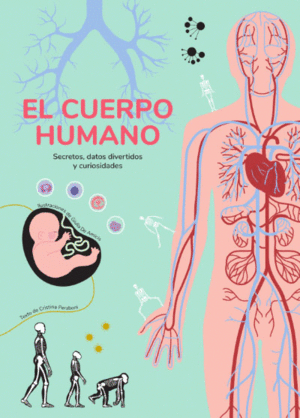 EL CUERPO HUMANO